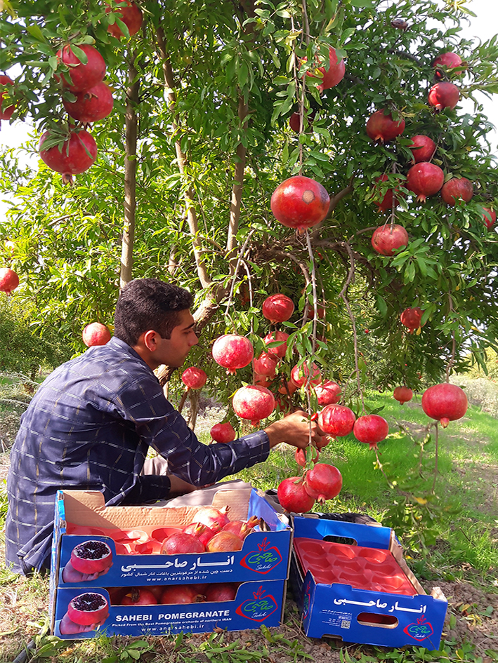 Pomegranate production
